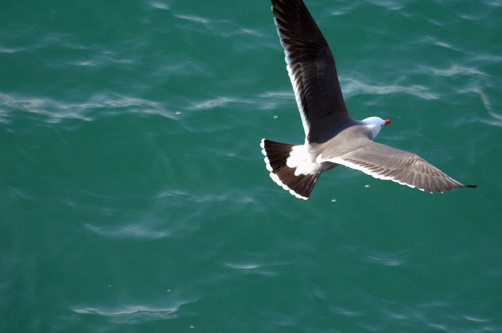 Gull, Heerman's, 2007-01276700 San Diego Maritime Museum, CA.JPG - Heerman's Gull, San Diego Maritime Museum and area, 1-27-2007